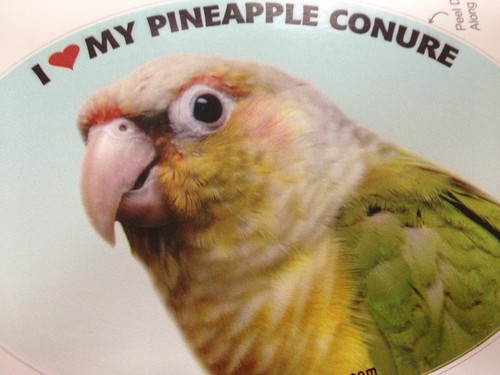 Pineapple conure parrot exotic - pineapple,