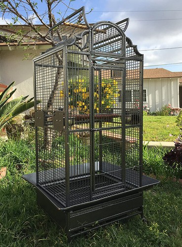 Large elegant bird parrot - large,