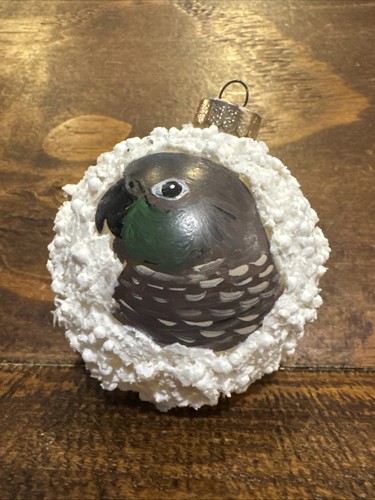 Green cheeked conure hand - conure,